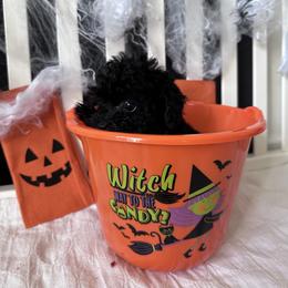 Poodle All Grown Up from Parti-Pawz