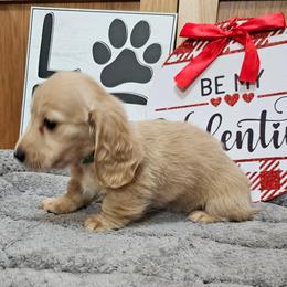 Batman - Cream male Dachshund puppy in Cherry Tree, Oklahoma from Peavine Creek Dachshunds