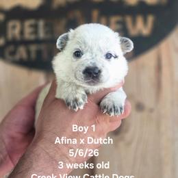 Boy 1 - Blue male Australian Cattle Dog puppy in Monroe, North Carolina from Creek View Cattle Dogs