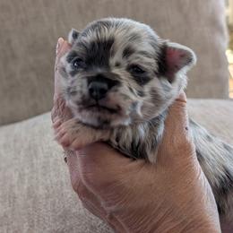 Meeka - Blue merle female Chihuahua puppy in Casper, Wyoming from Coffey Chihuahua Café