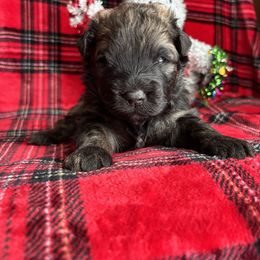Boy 2 Gray - Brindle male Bouvier des Flandres puppy in Ashtabula, Ohio from Beulah Bouviers and Havanese
