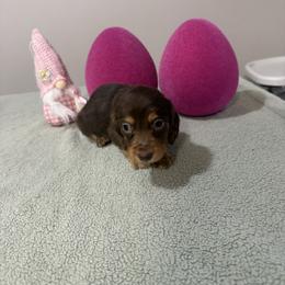 Briella - Chocolate and tan female Dachshund puppy in Dawson, Alabama from Bells Dashing Dachshunds