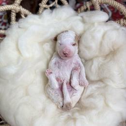 Durango - Parti male Poodle puppy in Ault, Colorado from The Peaks Premium Poodles