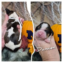 Damien - Liver white and tan male English Springer Spaniel puppy in Freeland, Michigan from McNally's Springer Spaniels