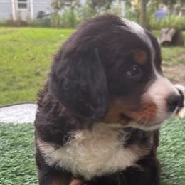 Bernese Mountain Dog Puppies from Emma-Mada's Old Thyme Berners