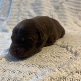 Bree - Chocolate female Labrador Retriever puppy in Lucasville, Ohio from Backwoods Labradors
