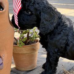 Australian Mountain Doodle Puppies from Magnolia Grove Farms