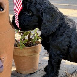 Australian Mountain Doodle Puppies from Magnolia Grove Farms
