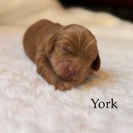 York - Red male Cockapoo puppy in Alexandria, Alabama from Bright and Beautiful Cockapoos and Doodles