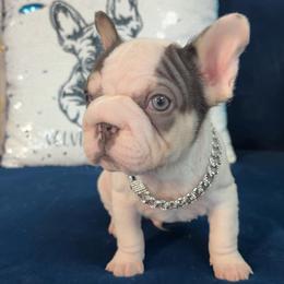 Oreo - White and black male French Bulldog puppy in Plano, Illinois from Velvet Fluffy Pups