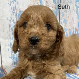 Seth - Red Cavapoo puppy in Lebanon, Missouri from Cobbs Creek Canines