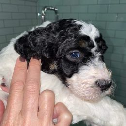 Bearded Retriever, Bernedoodle, and Poodle Puppies from Doodle Belle Puppy