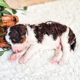 Olympus - Parti male Poodle puppy in Gaylord, Michigan from Dog Mom Co. Poodles