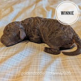 Winnie - Chocolate female Golden Aussiedoodle puppy in Hyrum, Utah from Goldendoodledoo Farms
