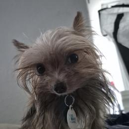 Little Bear - Yorkshire Terrier