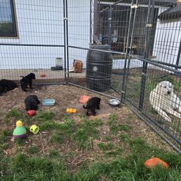 German Shepherd Puppies from Haus Atreus German Shepherds