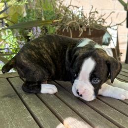 Apollo - Brindle Boxer puppy in Los Angeles, California from Barrow’s Boxers