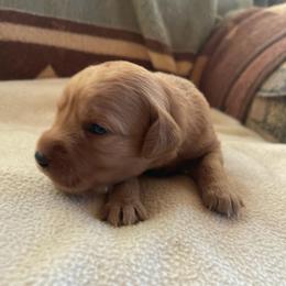 Daisy - Golden female Golden Retriever puppy in Wellington, Colorado from High Country Golden Retrievers