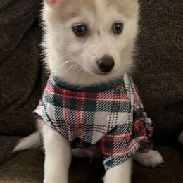 Pomskies from Kennedy's Pomskies