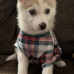 Pomskies from Kennedy's Pomskies