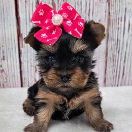 Tootsie - Blue and gold female Yorkshire Terrier puppy in Monticello, Iowa from Ashley’s Puppies