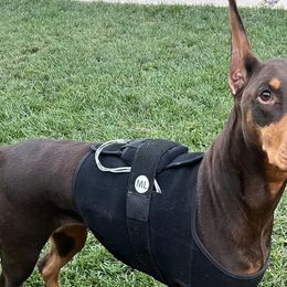 Doberman Pinschers from Becken Dobermans