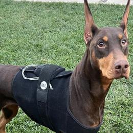 Doberman Pinschers from Becken Dobermans
