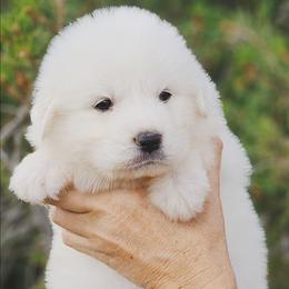 THORA - White female Great Pyrenees puppy in Trinidad, Colorado from Prospect Pyrenees