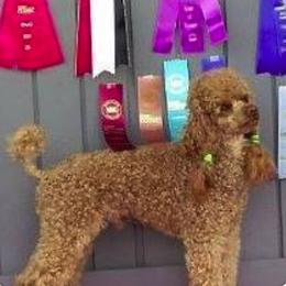 Poodles from Mt Rainier Reds
