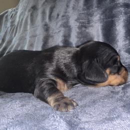 Dachshund Puppies from Carranza Puppy Farm