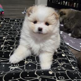 Honey - Cream parti female Pomeranian puppy in Decatur, Alabama from Ruby's Pomeranians