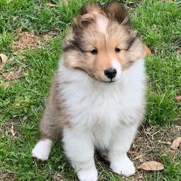 Shetland Sheepdogs from ZZ Shelties