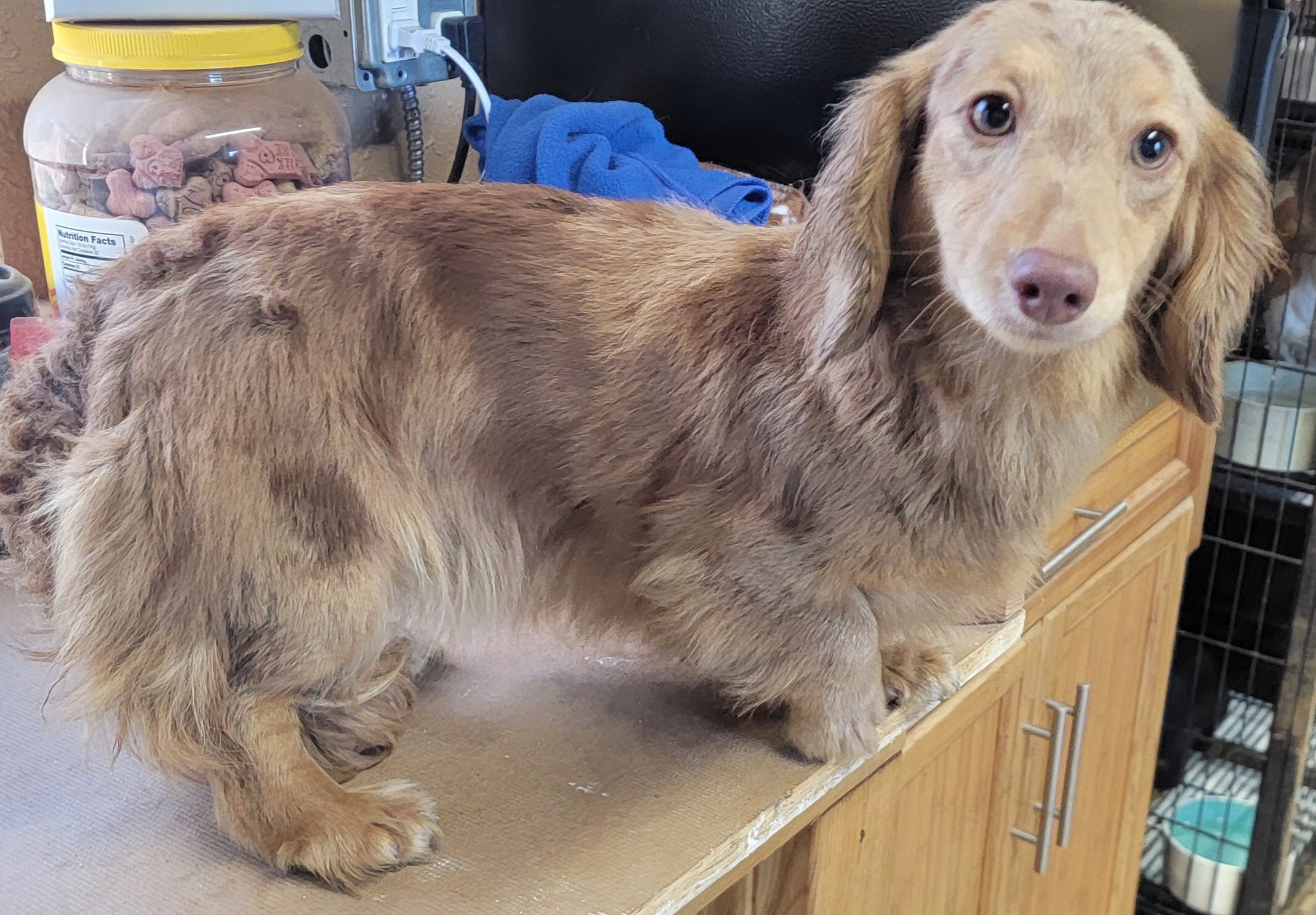 Mocha - Dachshund