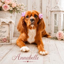 Annabelle - Cavalier King Charles Spaniel