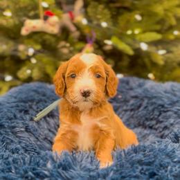 Thumper - Red  male Goldendoodle puppy in Sulphur, Louisiana from Curly Q’s Of Carlyss