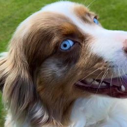 Lexi - Australian Shepherd