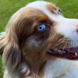 Lexi - Australian Shepherd