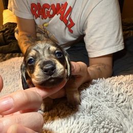 Winston - Wild boar male Dachshund puppy in Modesto, California from Once Upon a Mini Dachshund