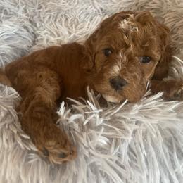 Cavapoo Puppies from The Doodle Den