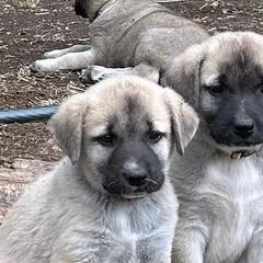 Anatolian Shepherd Dogs and Kangals from Hidden Meadow Ranch