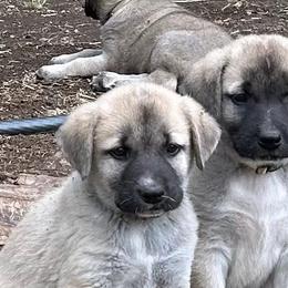 Anatolian Shepherd Dogs and Kangals from Hidden Meadow Ranch