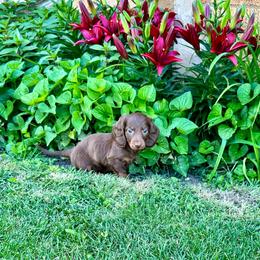 Hanna - Chocolate and tan female Dachshund puppy in Carrollton, Illinois from Kelly's Doxies