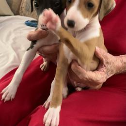 Red Boy - White and red male Italian Greyhound puppy in California from Desert Rose