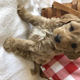 Goldendoodle Puppies from Mumzee Doodles
