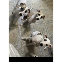 Borzoi, Brussels Griffon, and Whippet All Grown Up from Patti Fitzgerald