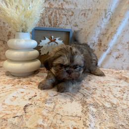 Maria - Liver female Shih Tzu puppy in Success, Missouri from Sweet Success