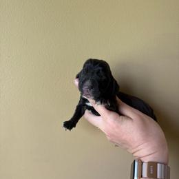 Sarabi - Black and white female Basset Hound puppy in Leroy, Michigan from Iron Sentry Farms