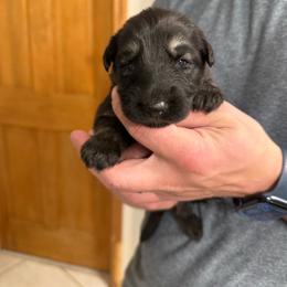 White girl - Black and tan female German Shepherd puppy in Tipp City, Ohio from Urekar Haus