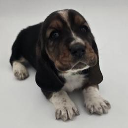 Green Collar - Black brown and white male Basset Hound puppy in Snow Camp, North Carolina from V's Southern Angels