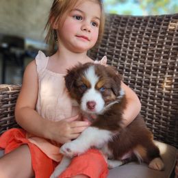 Australian Shepherd Puppies from Out of the Blue Aussies